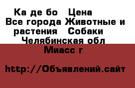 Ка де бо › Цена ­ 25 - Все города Животные и растения » Собаки   . Челябинская обл.,Миасс г.